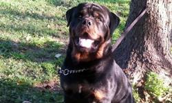 AKC GERMAN LINES ONLY ROTTWEILLERS BORN 8-14-14 TAILS DEW CLAWS AND FIRST SHOTS DONE REGISTERED PAPERS INCLUDED , VERY LARGE HEADS GREAT TEMPERAMENT VET CHECKED. RAISED IN A COUNTRY SETTING WITH LOTS OF LAND TO RUN.PERFECT WITH KIDS ,CATS AND OTHER