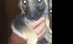 Litter of german shepards
older dog is the mother
may call or text the # posted
ready to be taken home!