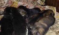 I had litter born 4/18/13. Taking $100 deposits on them. They won't be ready to go until middle of June. I have 2 Sable males available. First two pics are light blue male and the last two pics are if purple puppy. Then there is a picture of mom then dad.