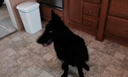 9 month old female, spayed, AKC, German Shepherd puppy. She is a long haired female with a deep, dark, black coat. She weighs around 70, and should grow well over hundred. She is very long and only has a small white marking on her chest. She loves to be