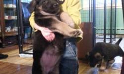German Shepherd AKC female, 8months old, shots, housebroken,very loving dog. 585 889 8785