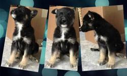 AKC reg 3 female lefts vet check and deworming done, 6 weeks old. Black and tend. Parent on promises
This ad was posted with the eBay Classifieds mobile app.