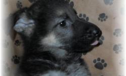 Here he is! Look at that face! AKC Registered Male German Shepherd puppy. Comes with age appropriate shots, dewormed, health record, Vet checked, AKC paperwork and pedigrees from both parents. Email for more photos and further details.
*YES* I will hold