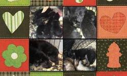 AKC REG, 4FEMALE, 2MALE, PARENTS ON PROMISES, Shots and deworming, beautiful black and tend, READY TO GO ON JUNE1, 2013
This ad was posted with the eBay Classifieds mobile app.