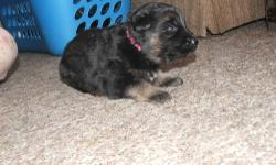 Betty is a cute black and tan german shepherd female. Mother has a very nice disposition. We adopted the mother in hopes to show her in the show ring. When we got her to our house, we found out she was pregnant and the father is 1 of 2 different german