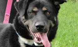 German Shepherd Dog - Brody - Medium - Young - Male - Dog
Brody is a sweet 1 -2 year old Shepherd mix who is waiting for his new family to come and find him. Brody is up to date on vaccinations, Neutered and Microchipped. If you are interested in adopting