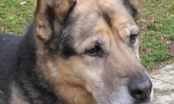 German Shepherd Dog - David - Large - Senior - Male - Dog
David is a German Shepherd between 9 and 10 years old, with the heart of a puppy, he is a healthy senior who loves to walk! He was surrendered by his owner, he has attended a few obedience classes.
