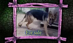 German Shepherd Dog - Maddie - Medium - Young - Female - Dog
Maddie is 1 year old. She is a sweet and loving girl, but a bit timid at first. She is good with other dogs after a slow introduction because she is very submissive. once she knows they are not