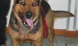 German Shepherd Dog - Maxwell - Large - Adult - Male - Dog
Maxwell is 1-2 years old and weighs 85 pounds. He's very affectionate and playful?and strong!! He came in as a stray and probably spent a lot of time outdoors before coming to the shelter. He