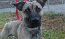 German Shepherd Dog - Roy - Large - Adult - Male - Dog
This handsome young man is looking for a new best friend. Roy is a puppy-ish Shepherd mix who loves to play and is very affectionate. We don?t have much information about his past, but he seems like a