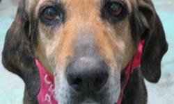 German Shepherd Dog - Sarah - Large - Senior - Female - Dog
(No. 718) I'm called Sarah. I'm a senior female German Shepherd/hound mix. I came to the shelter as a stray with another dog, Stewart. I'm very loving and calm. My color is black and tan with a