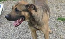 German Shepherd Dog - Sheena - Large - Baby - Female - Dog
8 mos old pup surrendered because of moving . She is said to be good with kids , she lived with children under 5 yrs . She is good with dogs once she gets used to them . Owner said she is a fun,