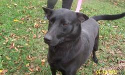 German Shepherd Dog - Sheila - Large - Adult - Female - Dog
Sheila was here back in August of 2011. She has a sweet personality and is a lap dog, once she gets comfortable with you. She is beautiful with her high pointed ears, one blue and one brown eye,