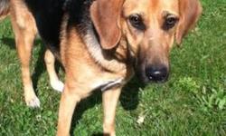 German Shepherd Dog - Shelby - Medium - Young - Female - Dog
Shelby is an 8 month old Shepard/Beagle mix. Her birthday is 2-14-12. She has lived with younger & older children. She knows sit. She does like to dig her way out of a fence, according to her