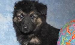 Ready to go...LONGHAIR German Shepherd pups. AKC registered. Both parents have wonderful temperments..The mom to these pups have several rare blue shepherds in her pedigree..This litter is being sold with limited registration though full registratioin (