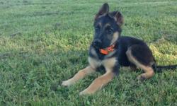 hello, i have a 3 month old female german shepherd puppy for sale she is pure bread has AKC papers, first shots and is dewormed.
I can be contacted at (585)406-8932