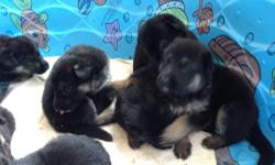 Akc reg, DOB APRIL 20, 4 Female and 4 Male lefts, READY TO GO ON JUNE 1. Beautiful and smart, PARENTS ON PROMISES!
This ad was posted with the eBay Classifieds mobile app.