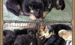 AKC REG 4 FEMALE AND 3 MALE, BEAUTIFUL BLACK AND TEND JUST LIKE MOM AND DAD. Very good health and good side . Ready to go on JUNE 12, 2013. PARENTS ON PROMISES, Vet check, DEPOSIT TO HOLD YOU BEST PICK $150
This ad was posted with the eBay Classifieds