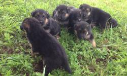 AKC registered pups, with first shot and de-wormed. They have been socialized from birth and come from champion line parents that are both on premises. Pedigree and DNA copies available, and breeding rights are open.