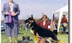 T.W.E.C. German Shepherds. Raising high quality, fully guaranteed puppies for over 28 years. We use top American Champion lines that are known for good health, trainability and outstanding temperaments. Our puppies are handled and socialized from birth