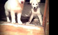 Pure bred white German Shepherd puppies for sale. Have had their first shots and Ben dewormed call for ryan more info 6073737307 thanks