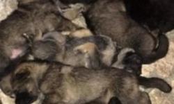 SPRING PUPPIES :)!
What better way to bring in the new warm season than with a loving little puppy?
2 Male and 6 Female German Shepherd puppiesMothers third and final litter
Born March 18, 2014, Ready to go May 12,20143
tan females $750 each
3 Black