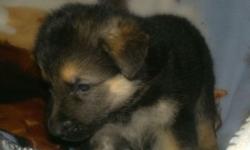 I have 9 beautiful pure breed German shepherds 7 boys and only 2 girls. Both parents are on premises father is a big sable long haired and mom is short hair black/tan. Puppies will NOT be registered it is unclear if any will be long haired at this point