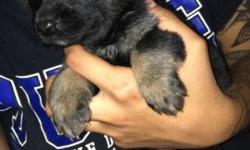 12 german shepherd puppies
multiple color girls and boys
ready to go the week before Christmas! keep in mind that while the puppy may be a gift it's important that it will be taken care of well after Christmas Day is over
Puppies do not come with AKC