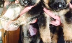 Beautiful West German bloodline black and red german shepherd puppies 1 male and female available from VA Champion lines grand kids of ober von bad boll 2010 VA1 Champion in Germany and Quizno von wilhendorf VA3 Schutzhund Champion Father and mother are