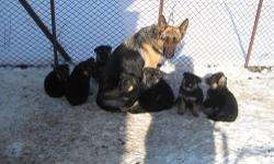 I have 8 AKC registered German shepherd puppies for sale that are up to date with deworming and the first 2 shots, both parents are on premises and both male and female puppies are available. I also have a male that is just like the other puppies