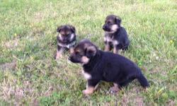 Hello, i have 3 female German shepherd puppies available for deposits they are currently 5 weeks old but can not be re-homed till they have reached 8 weeks old. These puppies are socialized from the start, AKC registered, de-wormed and have their first