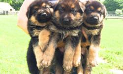 Gorgeous 7 week old male German Shepherd Puppies raised on our horse farm from old-style working dogs with great temperaments, confirmation and no health issues. Ready to go July 13th. Parents on premises, great with children, located in Westchester