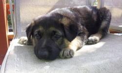 German Shepherd pups. Black and tan color. Noble, strong, with natural instinct to guard. Beautiful and big pup! Also see parent dogs photos as attached.