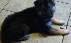 AKC German Shepherd Puppy 9 week old female, Black and Tan. First shots and wormed. Father is OFA Certified. Both parents in premises.
This ad was posted with the eBay Classifieds mobile app.