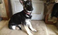 German Shepherd puppy, Black -n-Tan , Excellent Family dog, Great Companion, 13wks. 1st Shots . call 914-466-5879