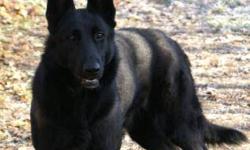 1 Sable male and 1 Sable female available. Will be ready ready December 22 2012. German lines! RJ Kennels.