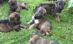 German Shepherd Shiloh puppies , Outstanding Temperments ,!!! These puppies are just 4 1/2 weeks of age . They will be shown sunday july 21st at 6 wks of age .Parents are here to meet & puppies will be released with vetrinary certificate of health