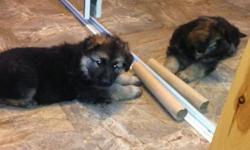 OUTSTANDING TEMPERMENTS .Pups are 6 wks of age.They will have vetrinary certificate of health ,shots and deworming.They can go to thier new loving home 3/14/14 . Please call 716-408-6343 .Pups and parents posted
