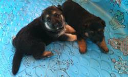 AKC reg 2 beautifll big Male, 1 is Black and Tend and the other one is Black and silver, Date of birth Sep 7, 2012
Shots up date, reary to go on October 19. Parents on Promises.
For more info 315 717 8888 Accepting deposit...