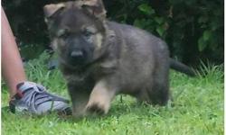 8 week old German Shepard puppies , 2 female & 3 males left . Very smart puppies ,come from a great bloodline ! ..Father is 122 lbs and mother is 105.5lbs . These babies are full of energy and need allot of attention . They are learning how to follow