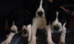 For sale are German short hair walker coon hound mix puppies there are 4 males left for 100.00 each and there are 3 females left for 150.00 will be 5 weeks on the 26th
This ad was posted with the eBay Classifieds mobile app.