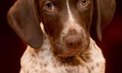 A beautiful and sweet German Short Haired Pointer from our recent litter is looking for her new home. She is 9 weeks old.
Had her first vaccines on January, 2 and has a Certification of Good Health.
The mark on her head is so symmetrical and nice. She has