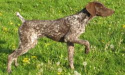 I am selling a 4 year old German shorthaired pointer, she is AKC regesters and up to date on shots. She points and retrieves rabbits and birds and knows many commands. I am asking $450 but i will accept the best offer i unfortunately need to get rid of