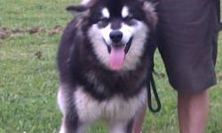 Dakota is a Giant Alaskan Malamute. He is a gorgeous sable blk/wht. He has his shots up to date and has also been neutered and micro-chipped. He loves to play with his Kong toy and would love room to run. He is also leashed trained. Dakota is AKC