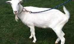 Goat - Prince - Extra Large - Adult - Male - Barnyard
CHARACTERISTICS:
Breed: Goat
Size: Extra Large
Petfinder ID: 24017186
ADDITIONAL INFO:
Pet has been spayed/neutered
CONTACT:
Lollypop Farm, Humane Society of Greater Rochester | Fairport, NY |