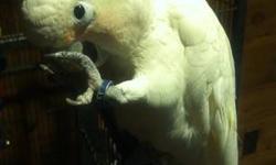 Tika is a 3 year old Goffin Cockatoo. She loves to be held and talked to. She tries to talk. She can Hello. We leave cage door open all day and she never leaves the safety of her cage. We have a dog and a cat so she is fine around other animals. Tika