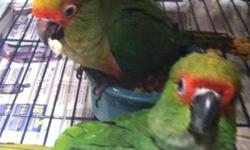 I have two Gold Capped Conure babies for sale. They just weaned on 6/1/13. They have been weaned onto Lafeber's premium daily diet pellets and fresh fruits and veggies. They are very playful, loveable and even comical. You can contact me direct at