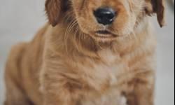 Beautiful Golden doodle puppies. Males and females available. All black . Very wavy fur. Super sweet . First set of shots and wormed. Love kids . Lots of TLC so they come pre-spoiled . Only serious buyers please.
On puppy food and ready to go to new home.
