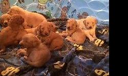 Miss Daisy and Mr. Deuce decided they were ready for another litter of BEAUTFUL puppies! We currently have 5 females and 4 males! They will be ready to go to their forever home just in time for MOTHER'S DAY! Saturday May 10th! Both mom and day are our