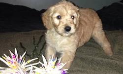 Golden doodle puppies ready 6/16. Vet checked, shots, family raised. Great personalities. Parents on site . Loyal family pets.